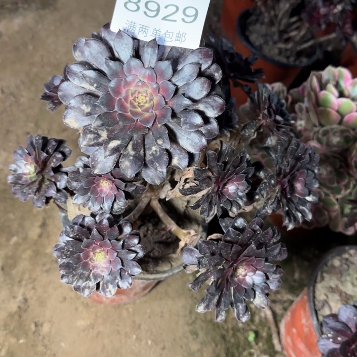 8929黑铜多肉植物