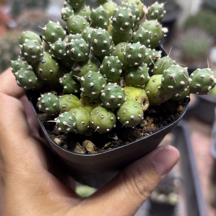 罗西安娜好养皮实