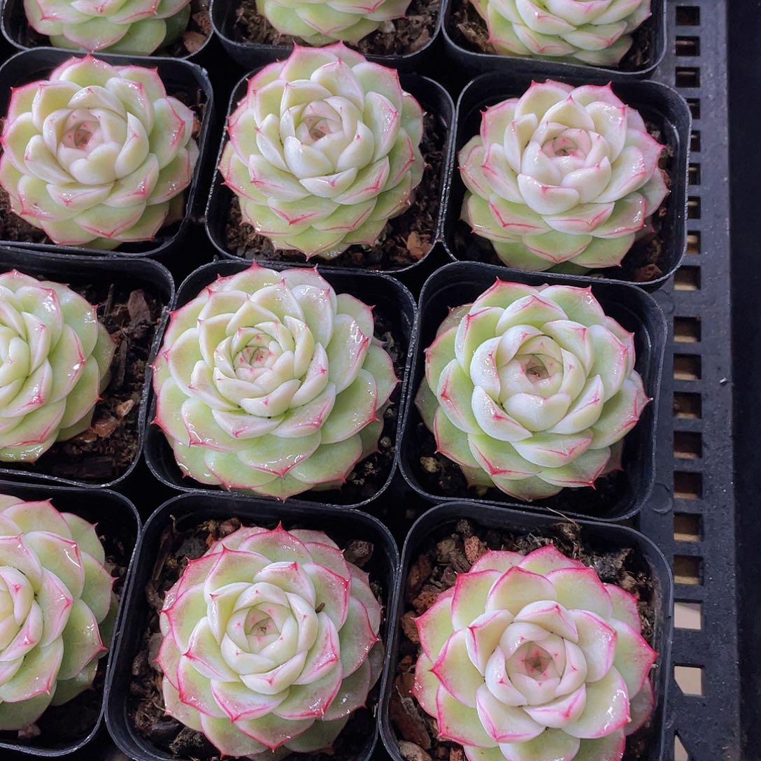 量拍139号 蔷薇花麦秆单头一个