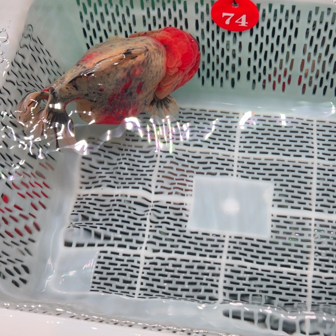 a***e海水鱼你好意思的不给人家面子