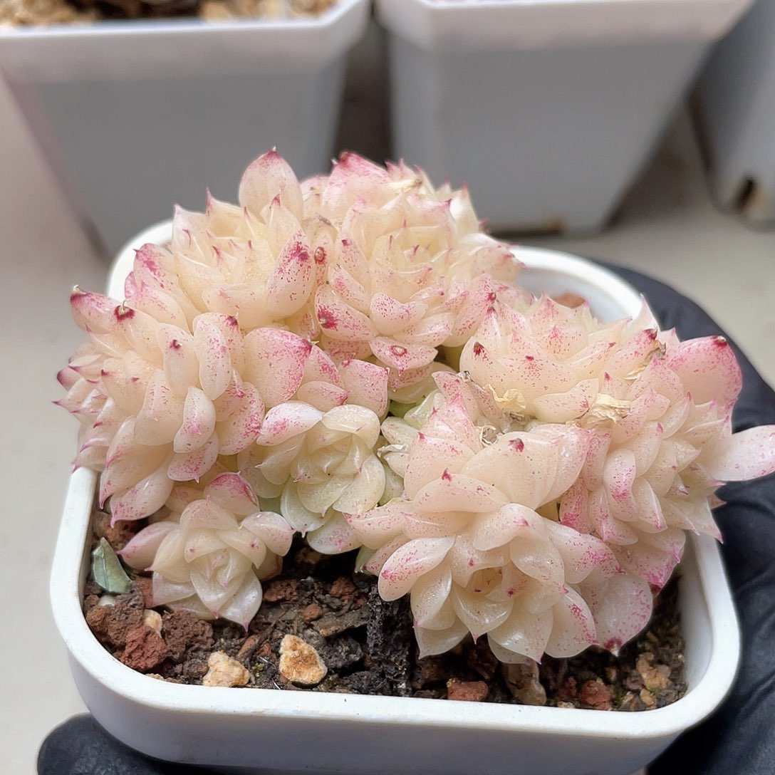 优选麦秆福利550