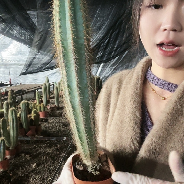 蓝衣柱28cm11111111