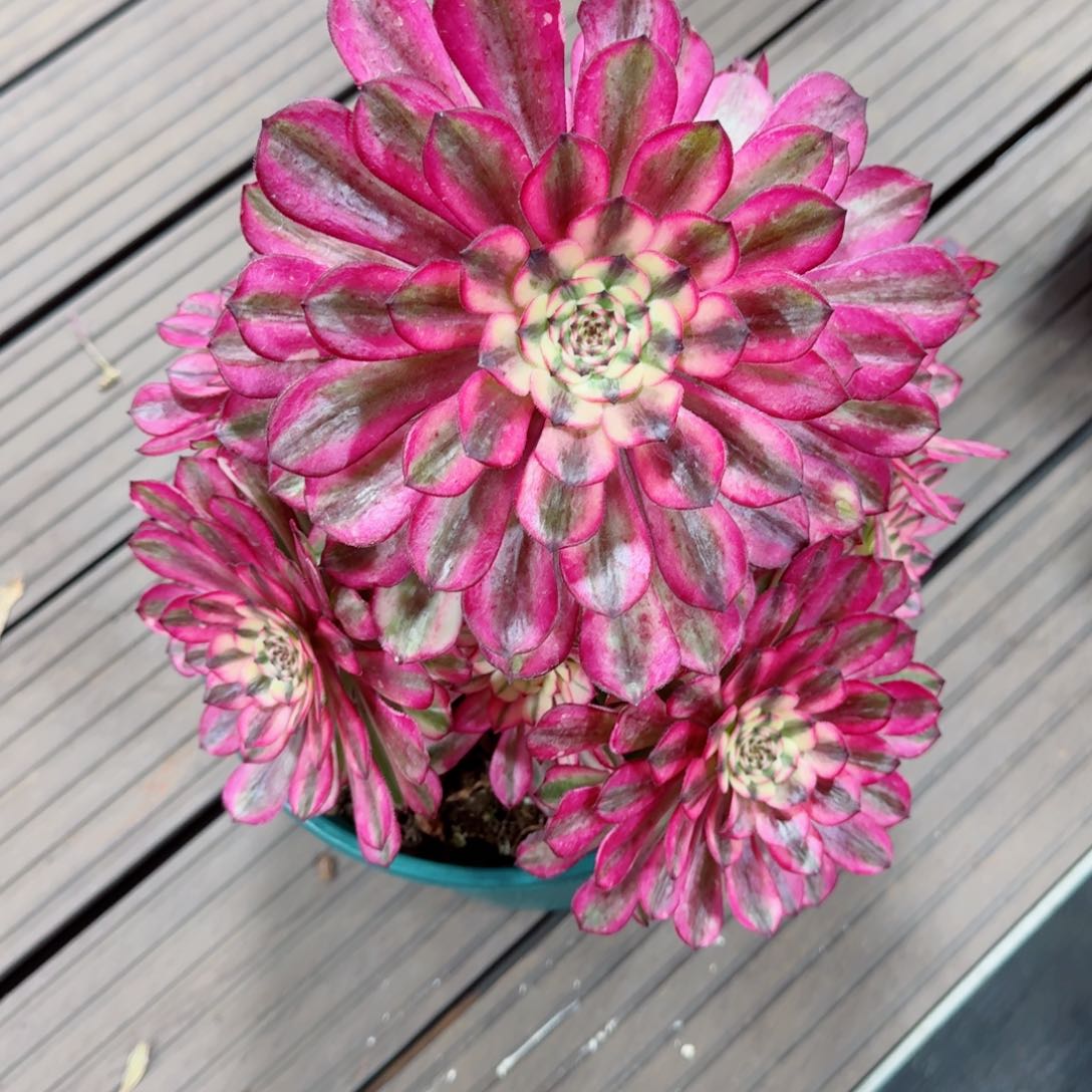 多肉植物发货发货