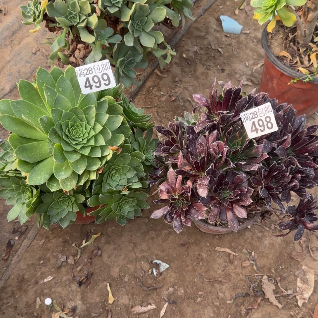 多肉瑕疵499+498满28包邮断枝不包