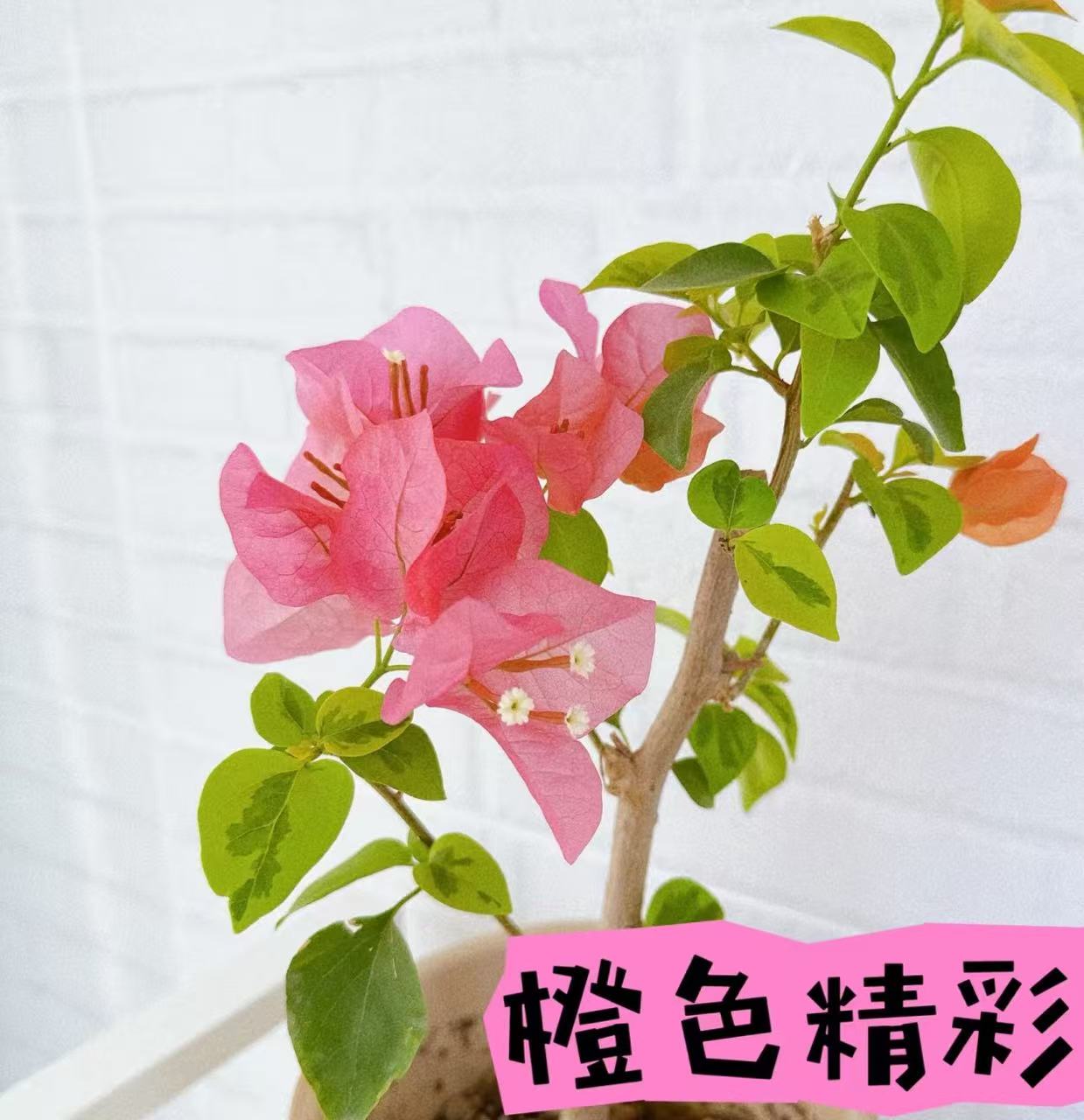 （带花橙色精彩）精品三角梅包邮包对版包售后一个月