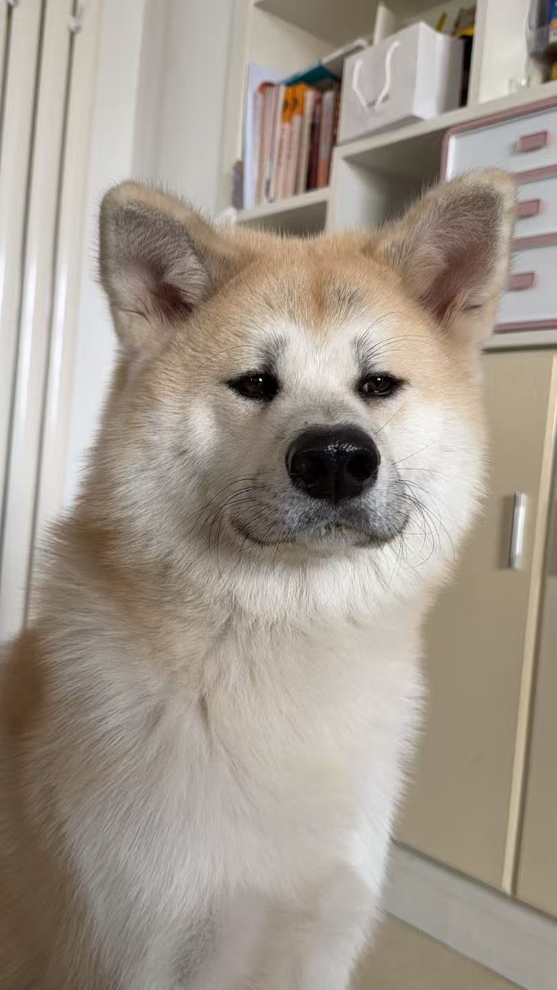 【大福君专属】狗狗日常关节补充