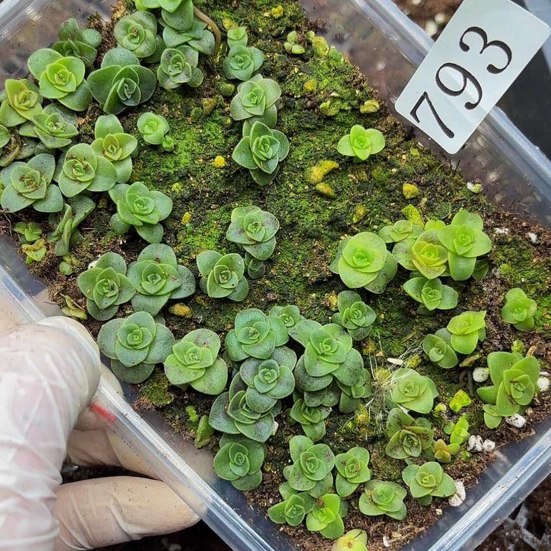 多肉植物多肉植物793