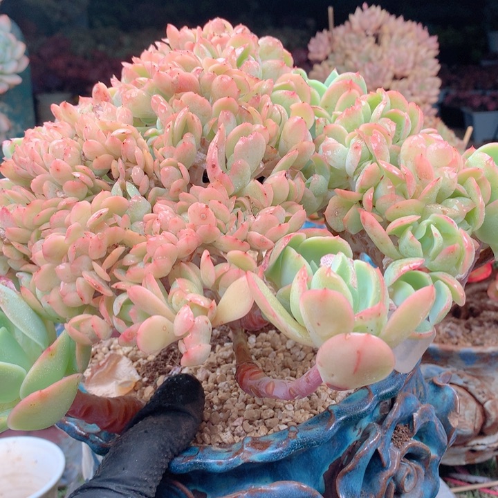 欢喜多肉骑兵碧桃缀