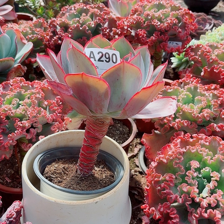 芦***姐肯尼迪多肉植物290hao