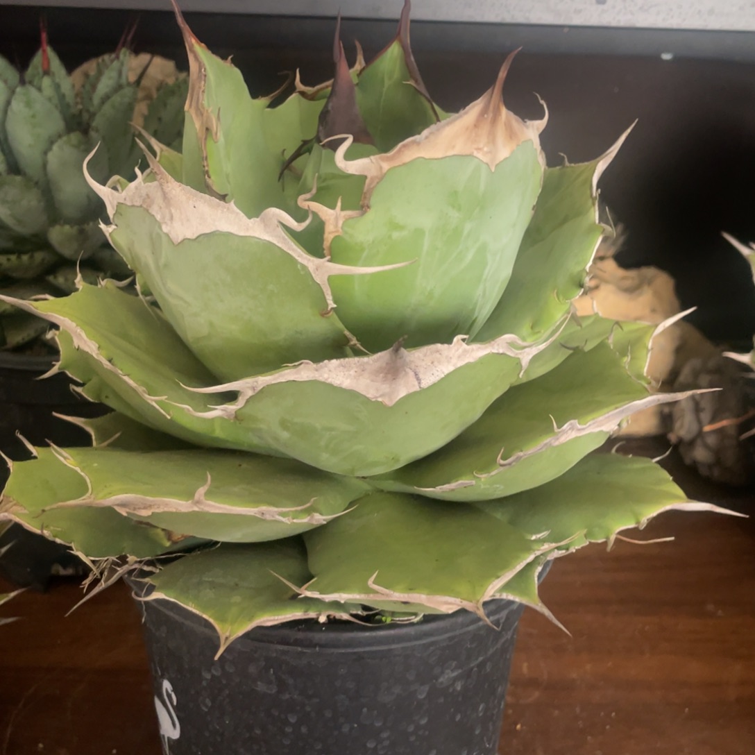 无花朵钻石黑豹龙舌兰