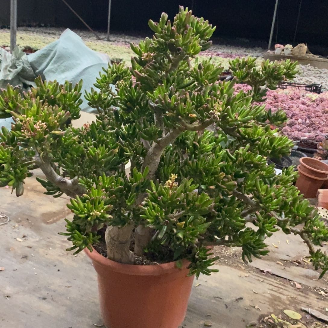 吸财树超级大一物一拍