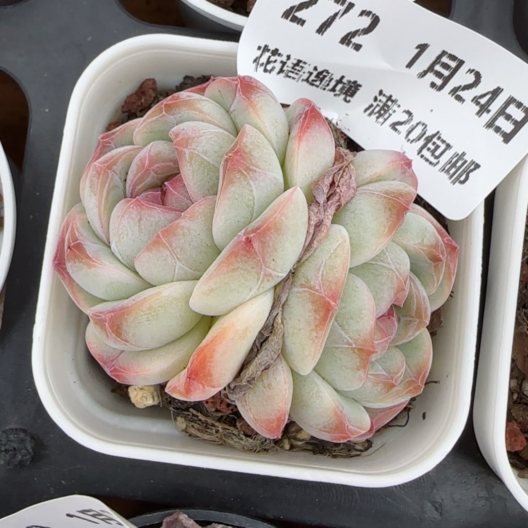 花语逸境0124-272