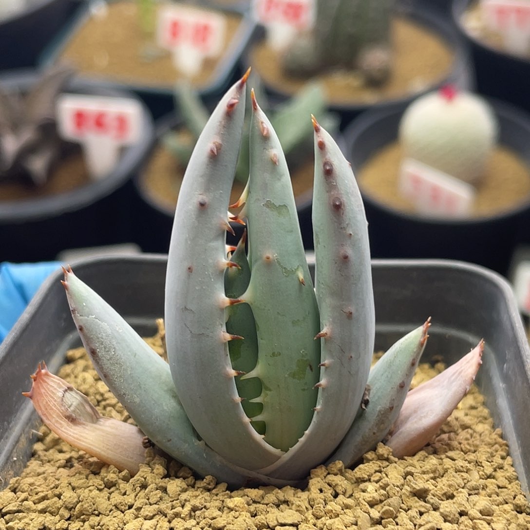 实生短叶柏加芦荟仙人球