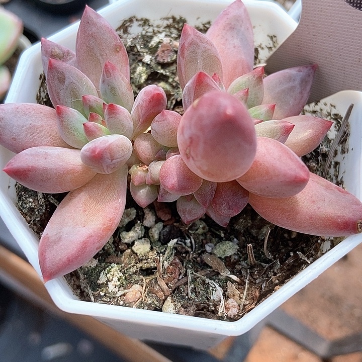 多肉植物虞美人裙455