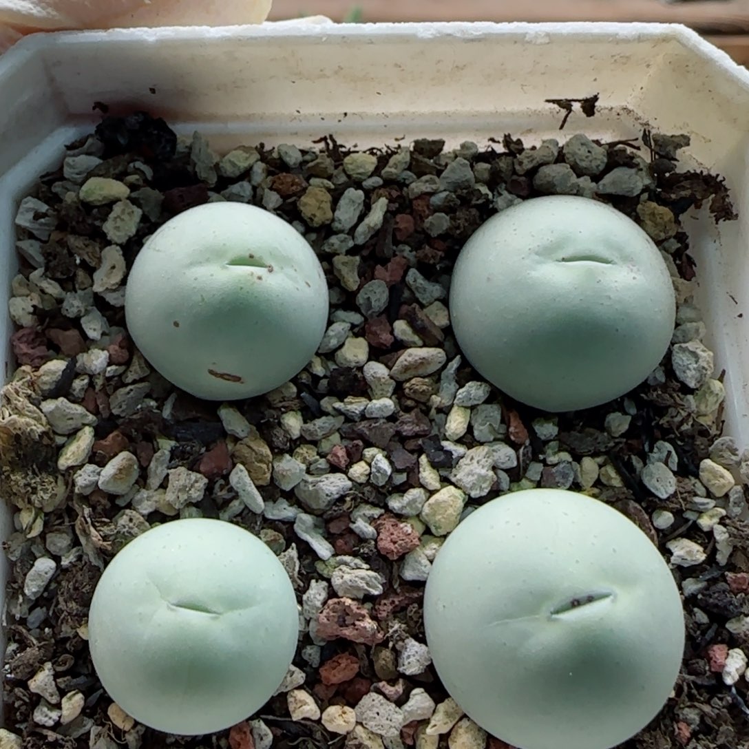 1-12-1-1当天满58包邮鸽子蛋1.7-2cm一组脱土