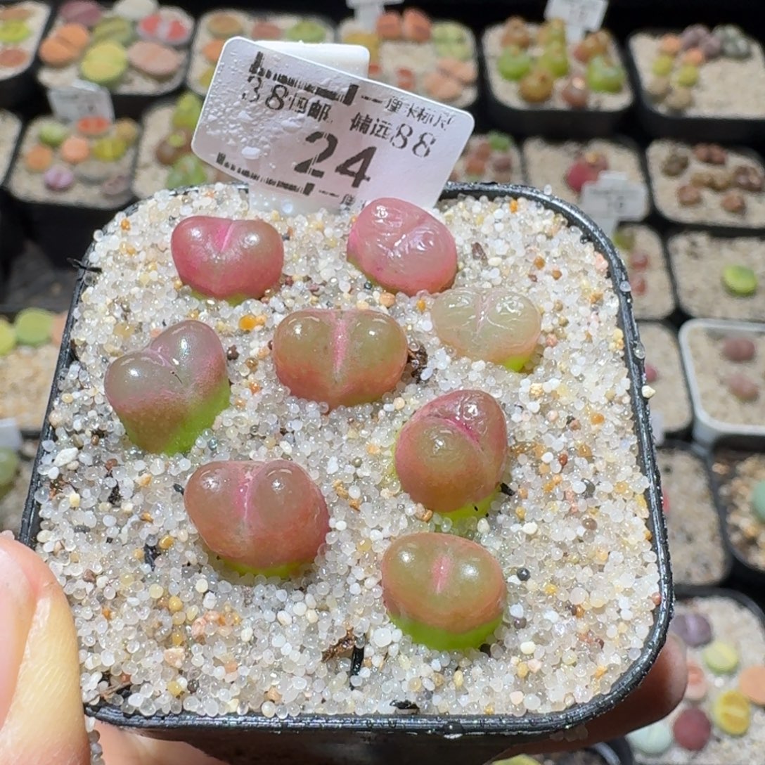 Ssss好货也福利便宜24