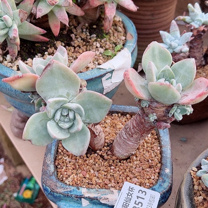 8513泡芙仙女杯多肉