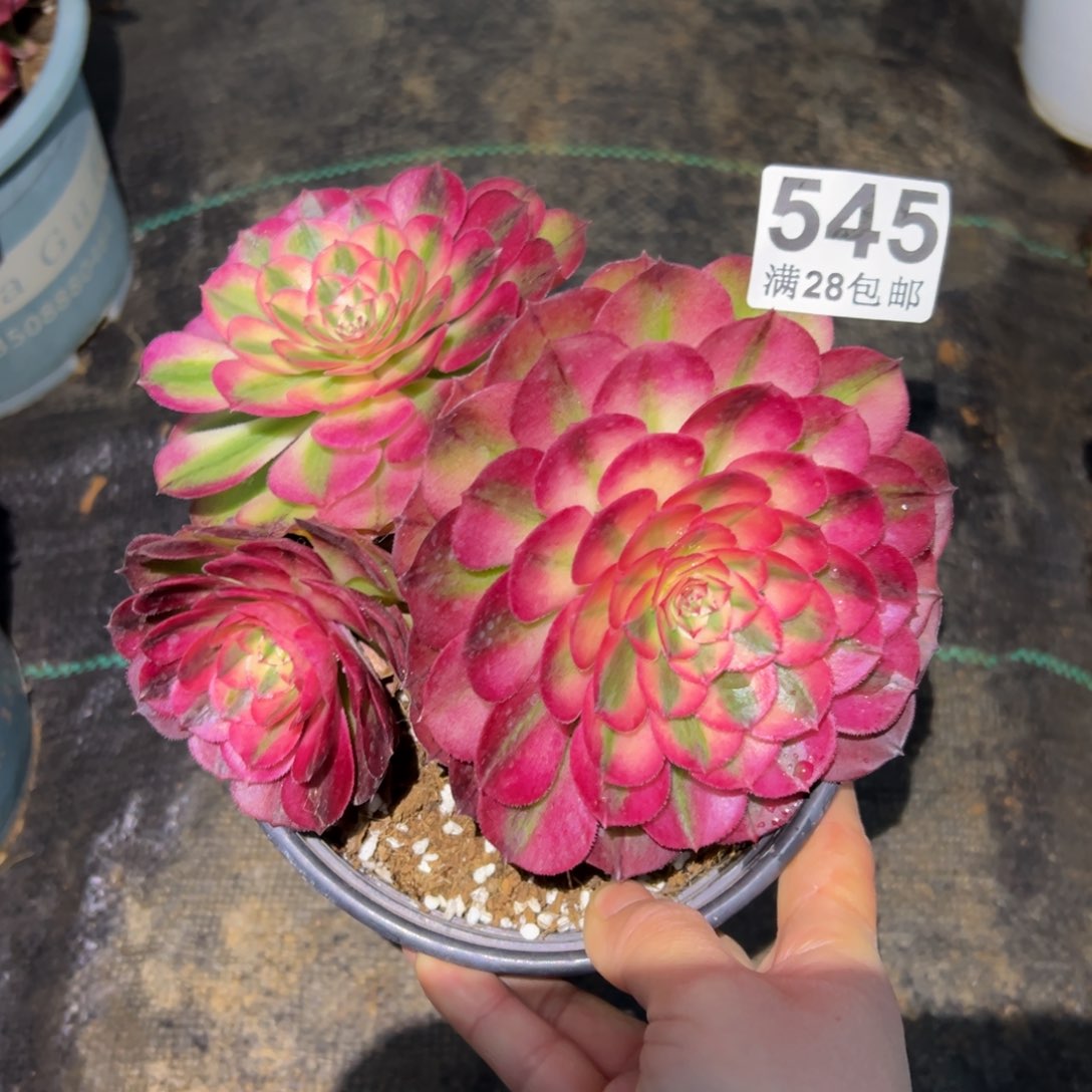 多肉植物545荔枝