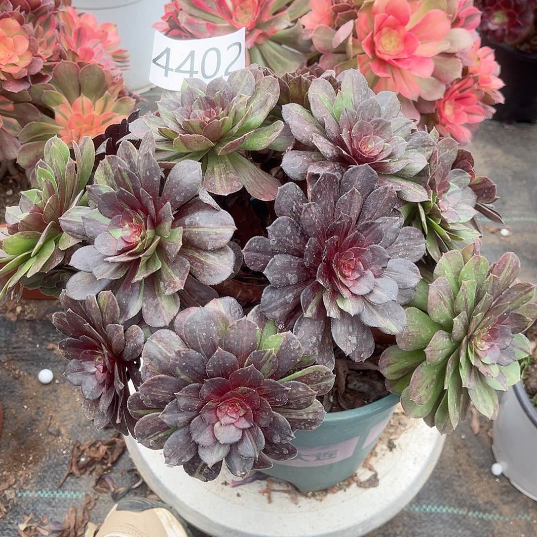 4402花月夜多肉植物