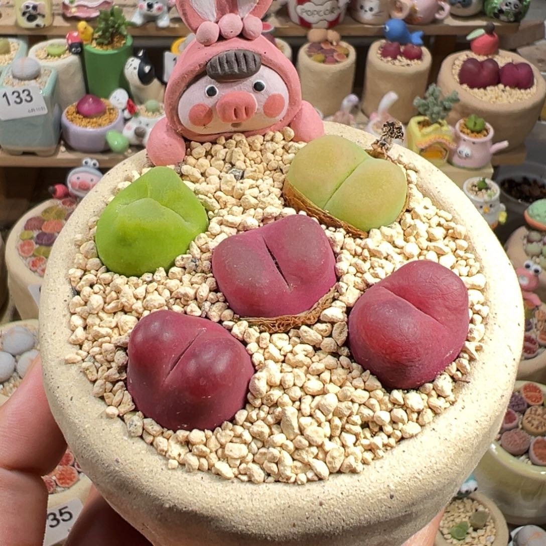 多肉植物167号毛毛