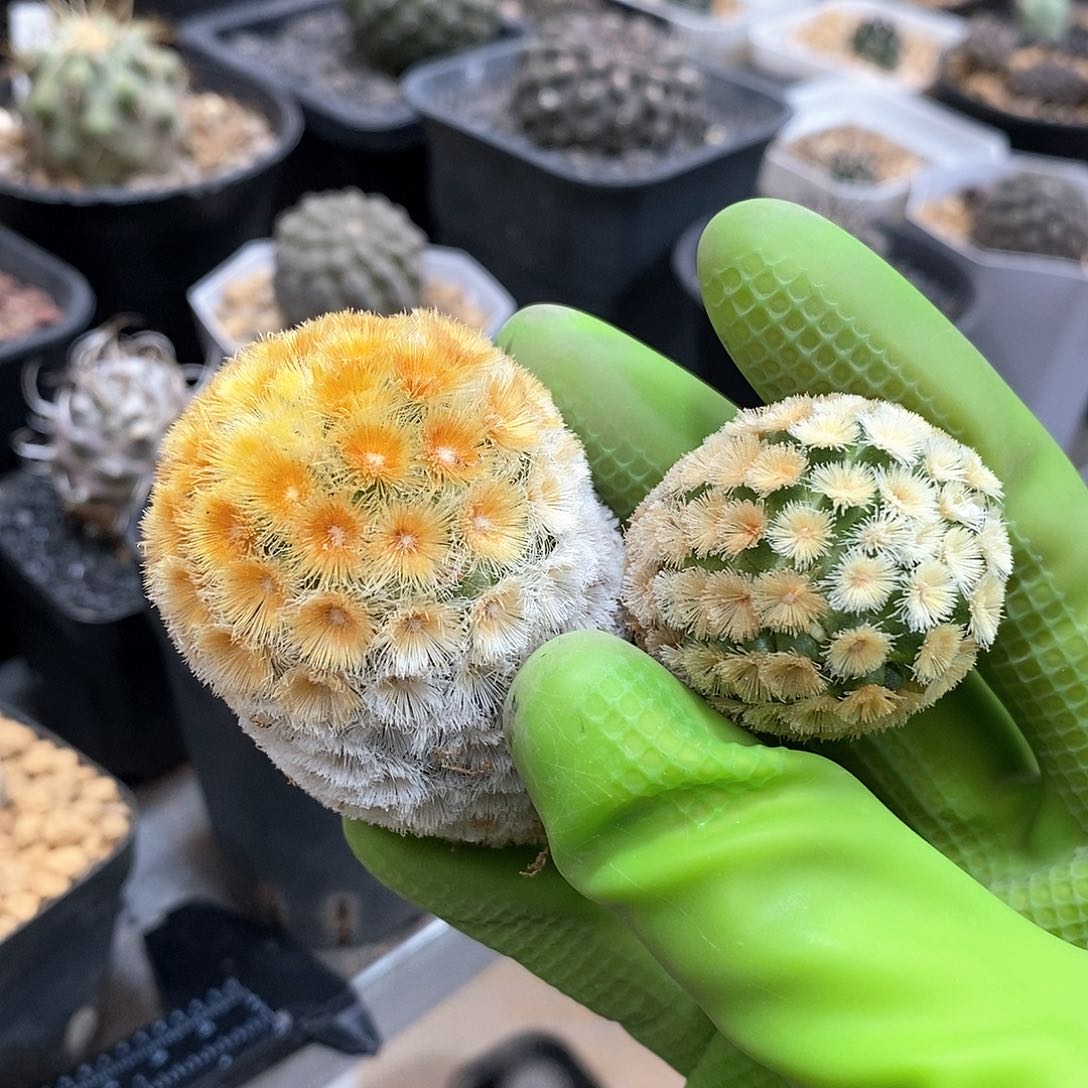 *️****佛头金顶嘉文丸，短豪刺嘉文丸