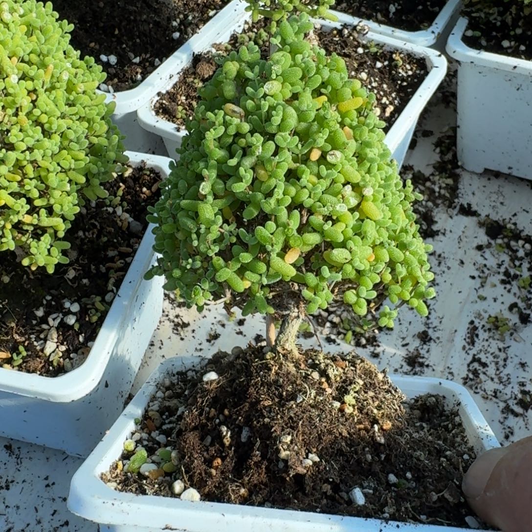 圣诞树金橘带盆带土发