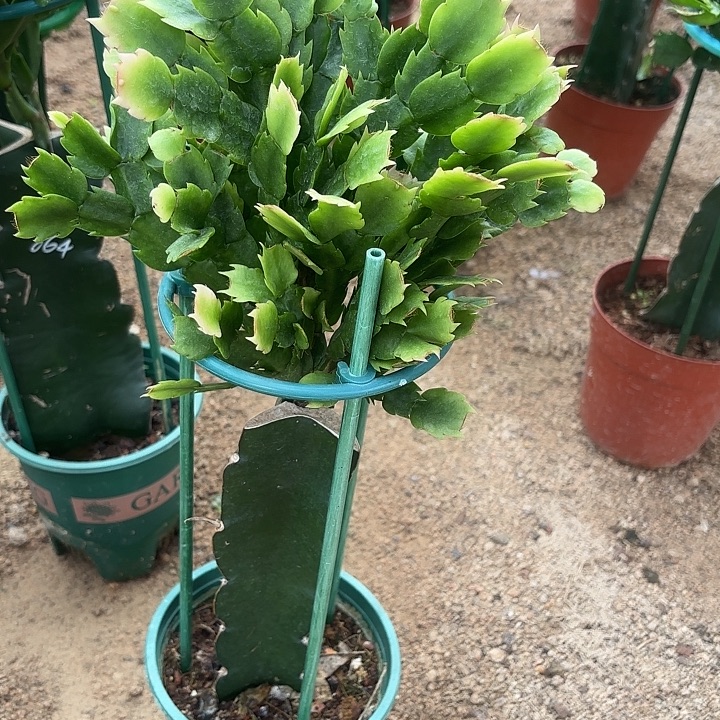 美***太当前无花栽培后可以开花