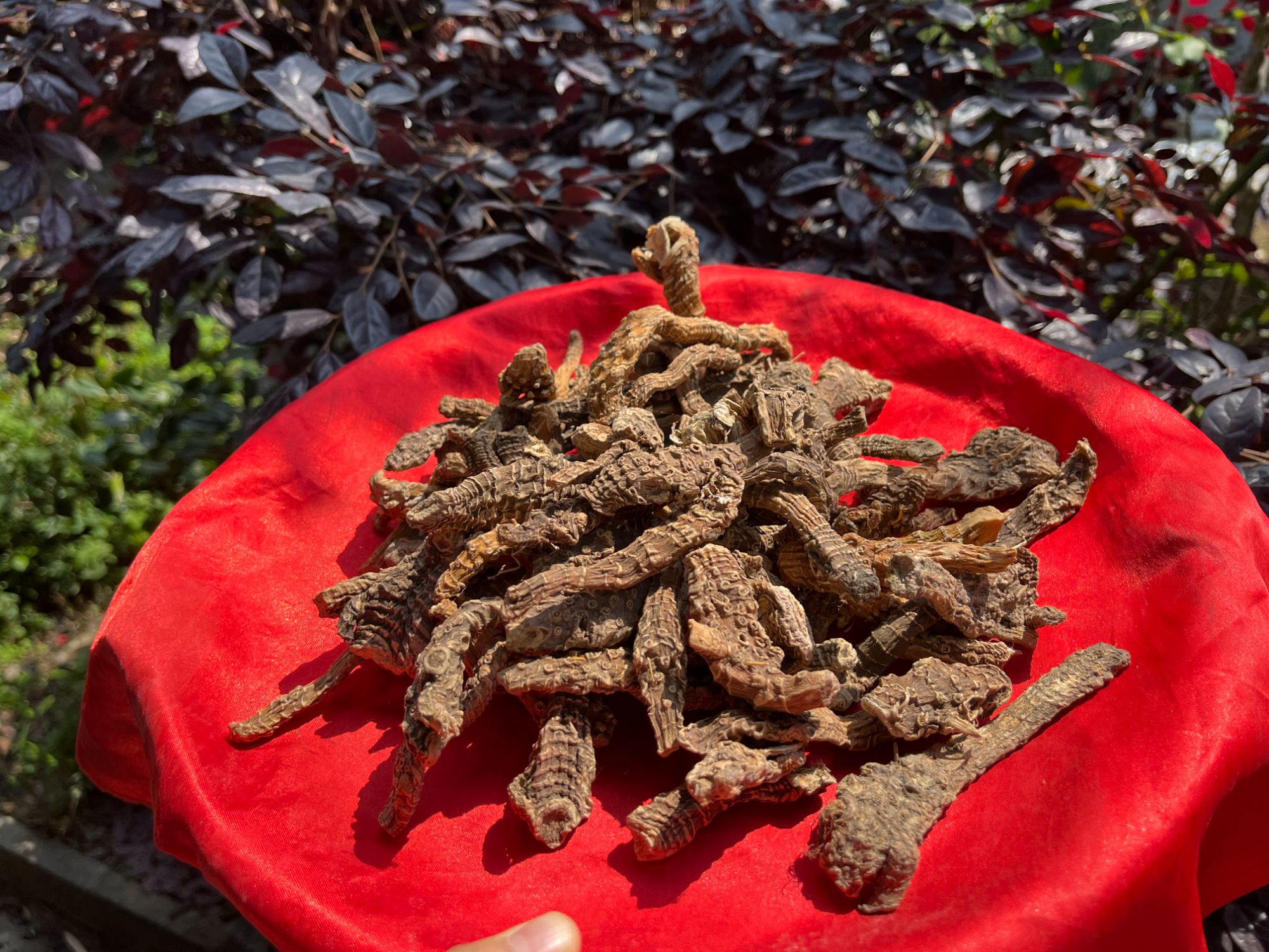 1【阿-勃-参】净含量：250g-1500g【阿徐现收】粮