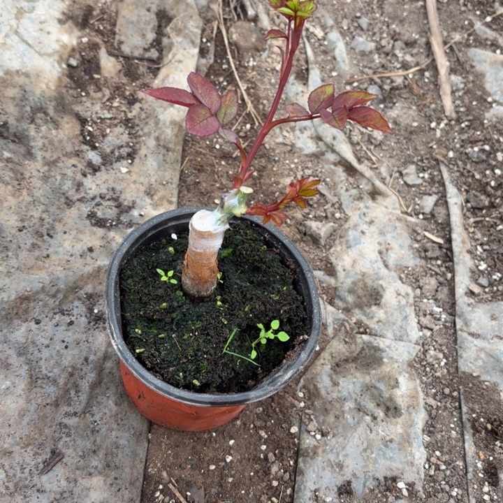 无花朵甜蜜地平线