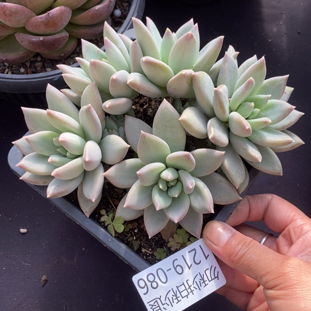 两单包邮1219-86美人