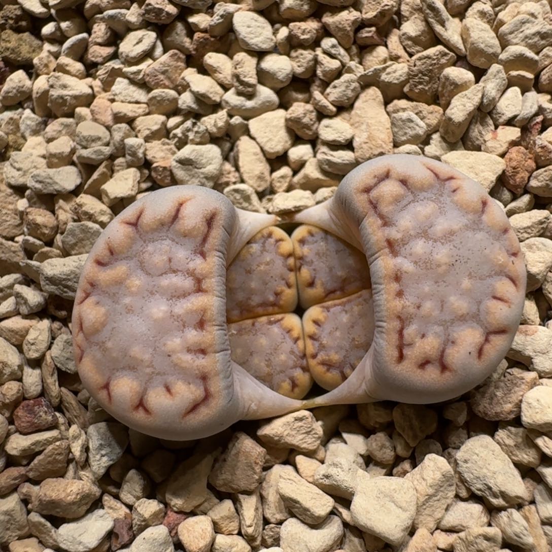 浅****?0215-45饼干1621.6