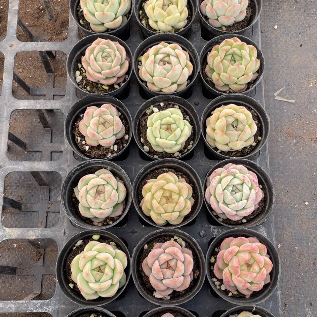 一物一拍18棵17-170