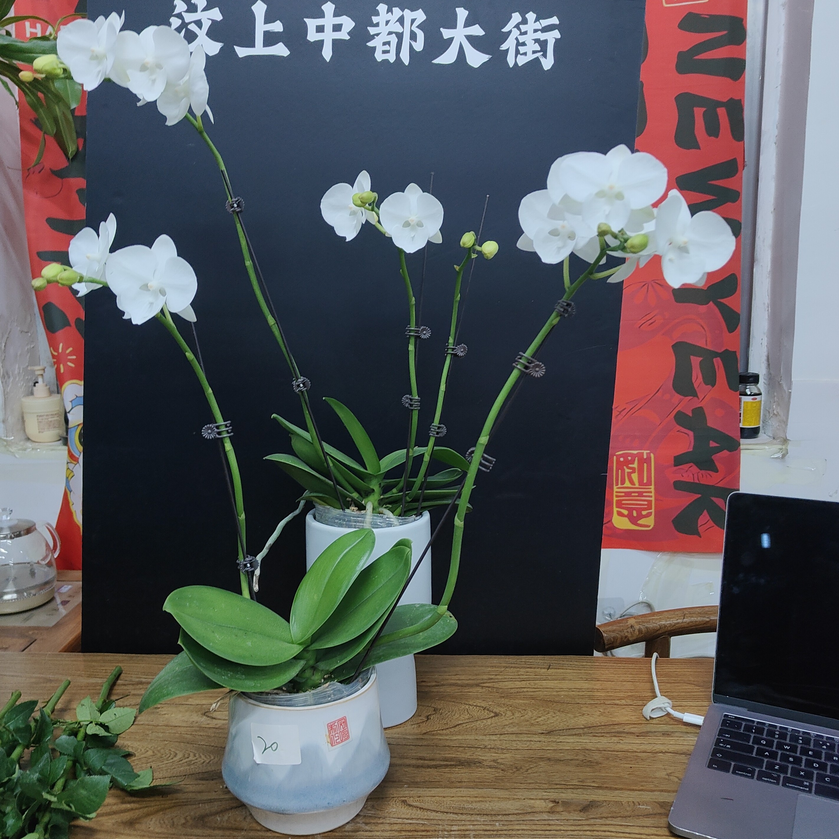 白天鹅蝴蝶兰汶上小时达同城配送盆栽绿植