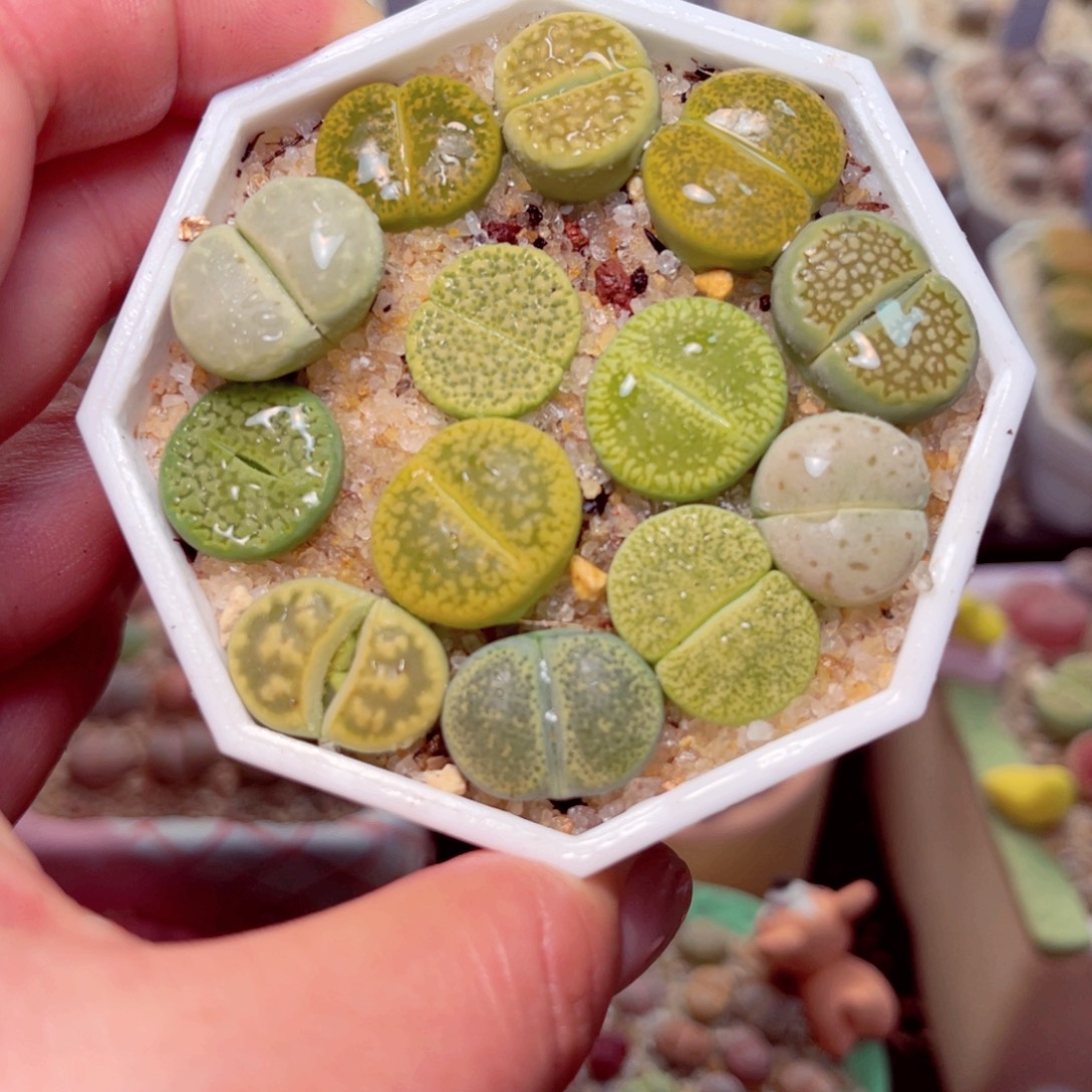 617号带盆盆包邮发货