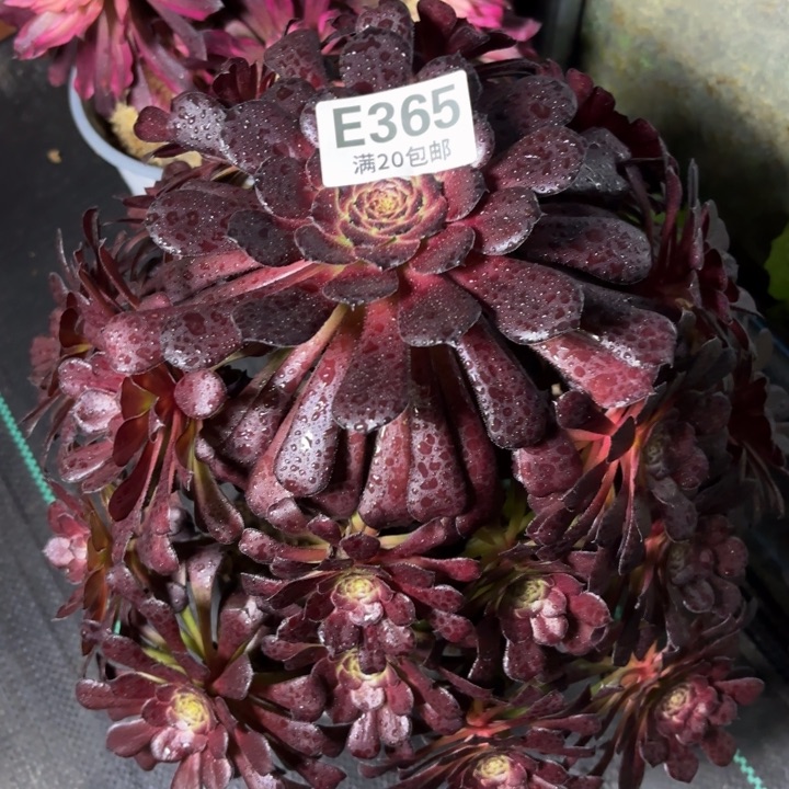 瑞妈一物一拍365