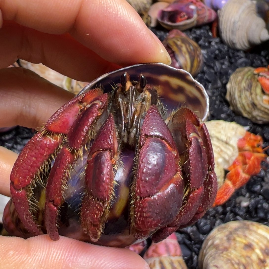 爬宠西非寄居蟹2.7口