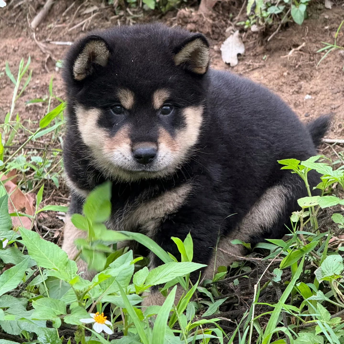 广西发货中华田园犬活体宠物小狗五黑四黑四眼黄狗白面五红虎斑
