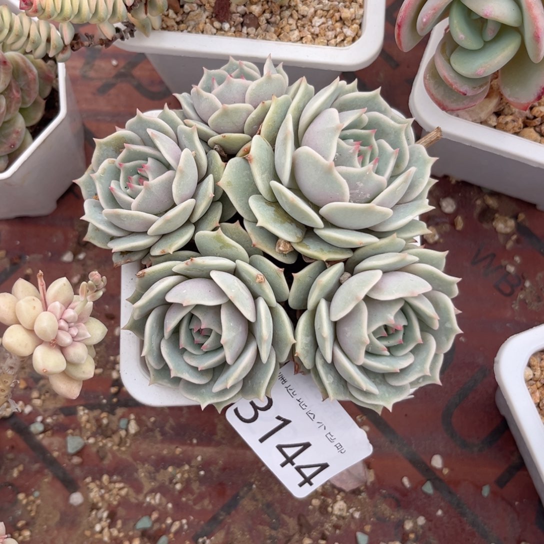 大3144:、f b vh h b n