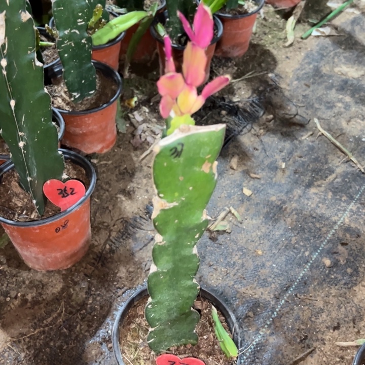 快***生当前无花栽培后可以开花037  37