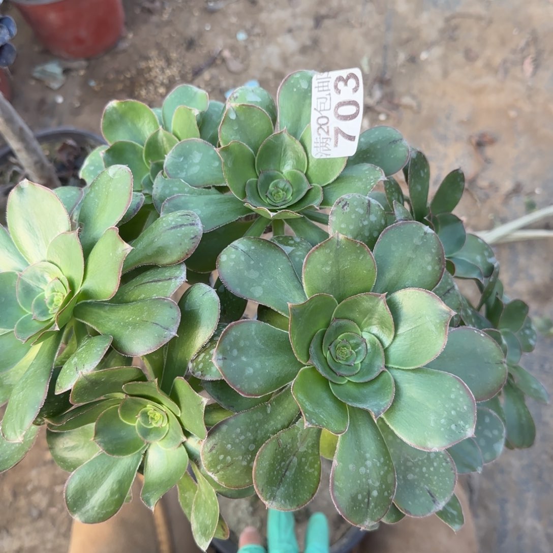 艳姿703满20包邮断枝不包