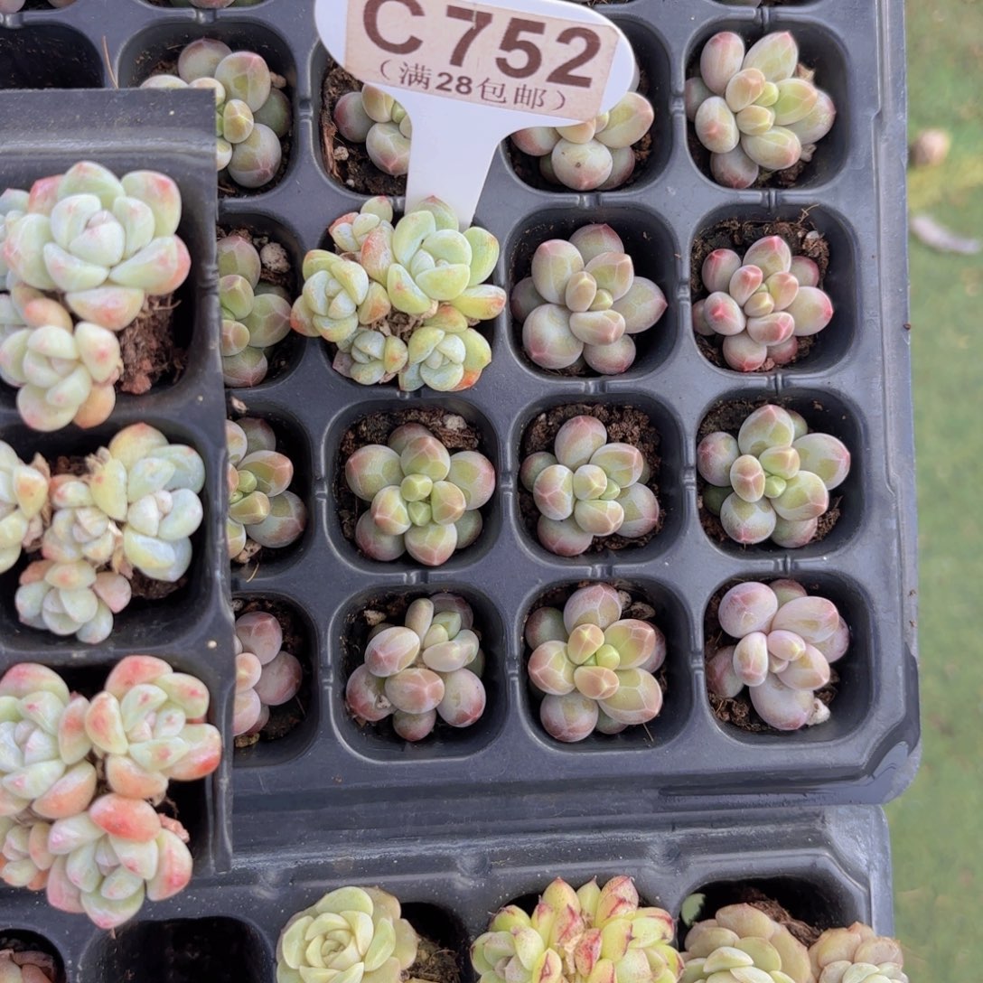 屁***肉C752冰玉一物一拍