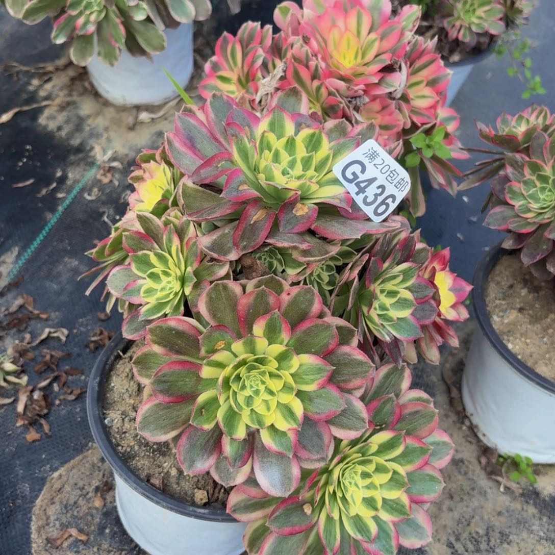 436多肉植物捧花的