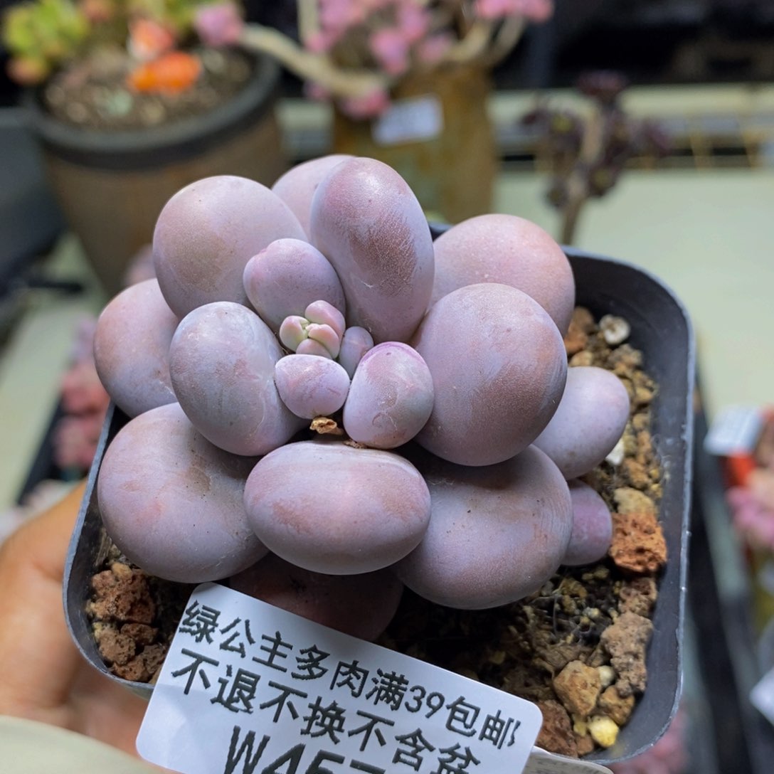 457芭比奶多肉6c m