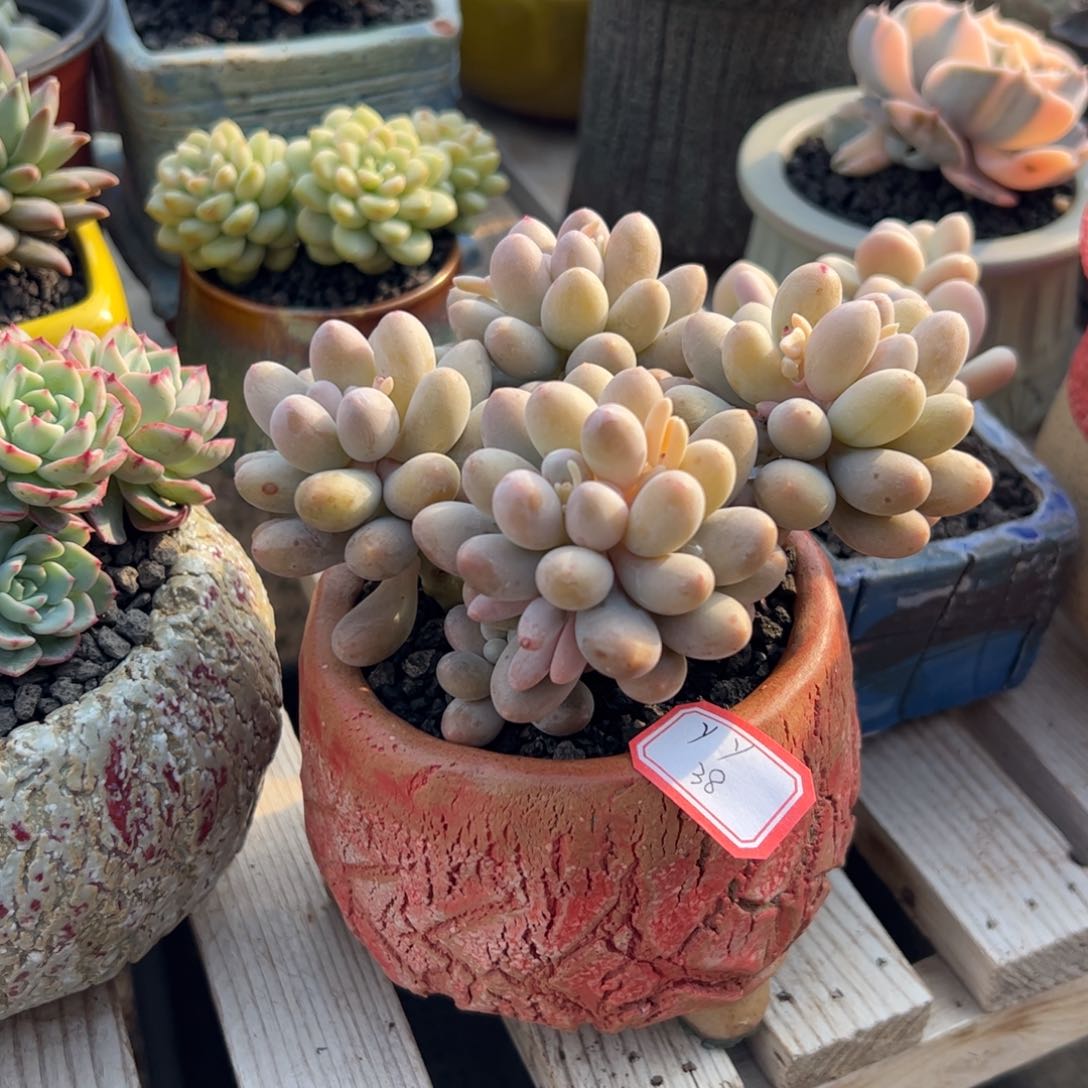 多肉植物多肉植物