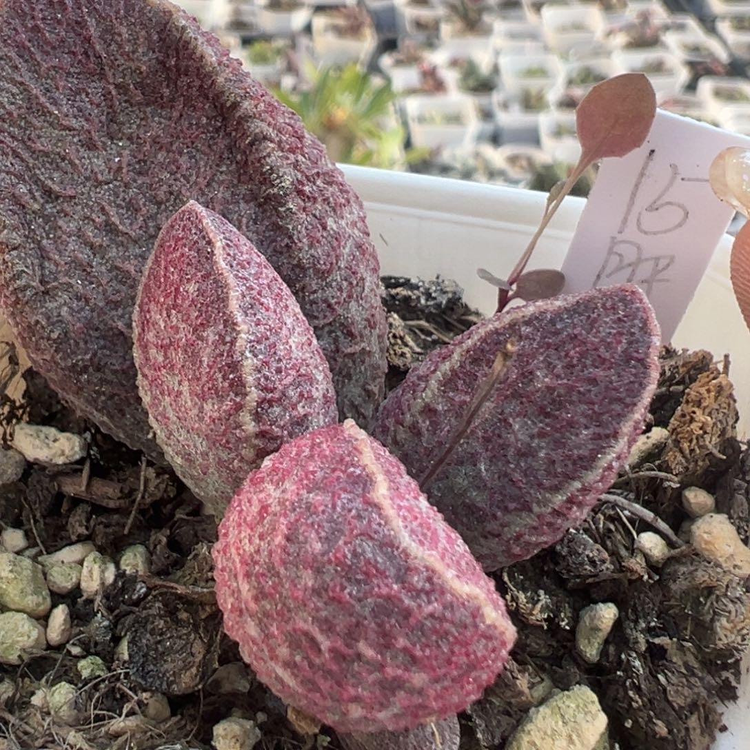 哈默猪肝多肉大苗多肉植物83