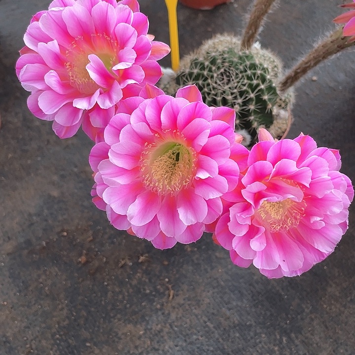 203号摘花脱土发货