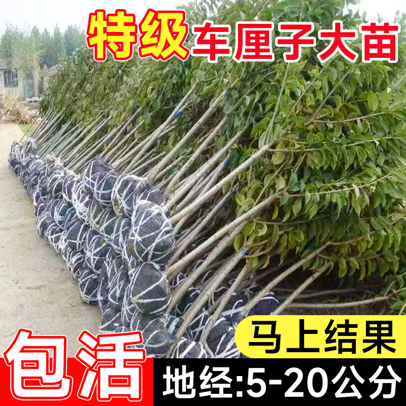 【10年大树】车厘子树苗正宗嫁接南北方种植樱桃果树庭院盆栽耐寒