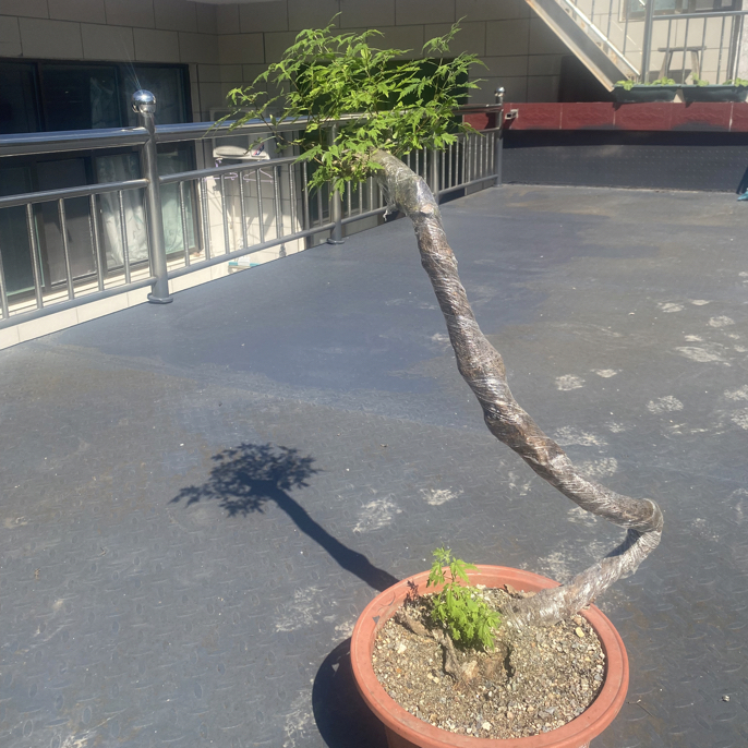 北太行黄荆，室内室外可养殖。