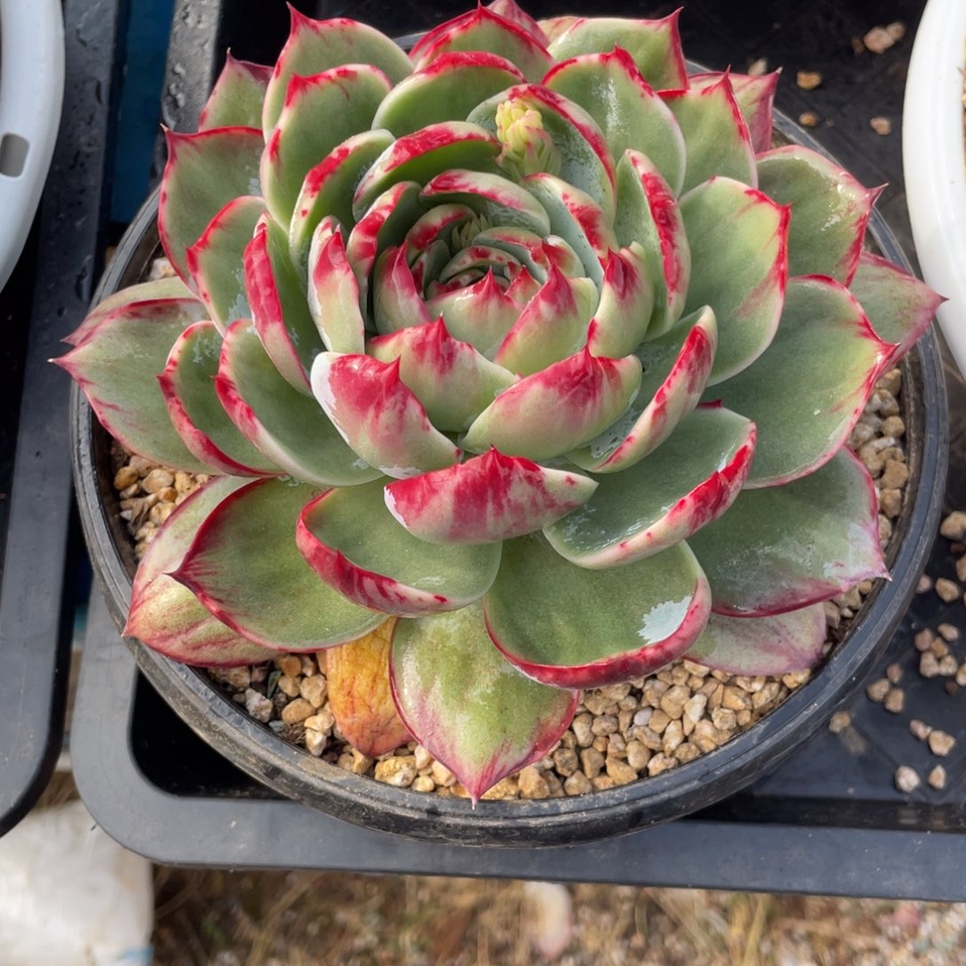 惊鸿仙子冠服17左右