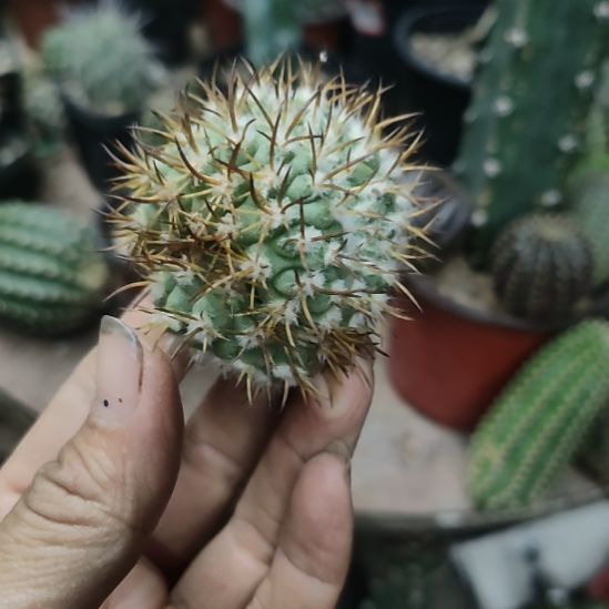 永***心仙人球彗星殿缀化